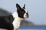 BOSTON TERRIER 357